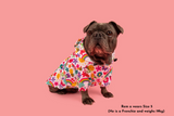 DOG RAINCOAT: Follow the Rainbow