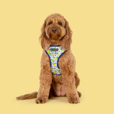 Adjustable Dog Harness Amalfi Coast Italy Lemons Tiles Front D-Ring