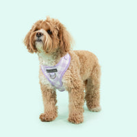 Adjustable Dog Harness Purple Berry Gingham