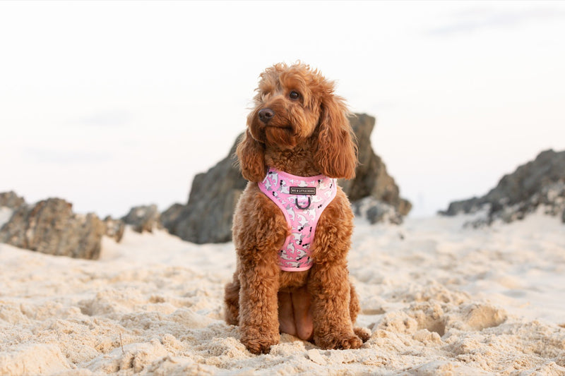 Adjustable Dog Harness Bite Me Pink Sharks