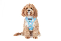 Adjustable Dog Harness Blue Confetti Birthday