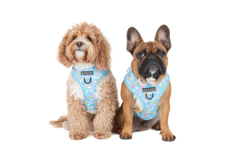Adjustable Dog Harness Blue Confetti Birthday