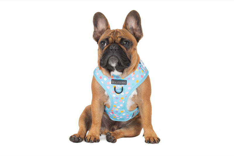 Adjustable Dog Harness Blue Confetti Birthday