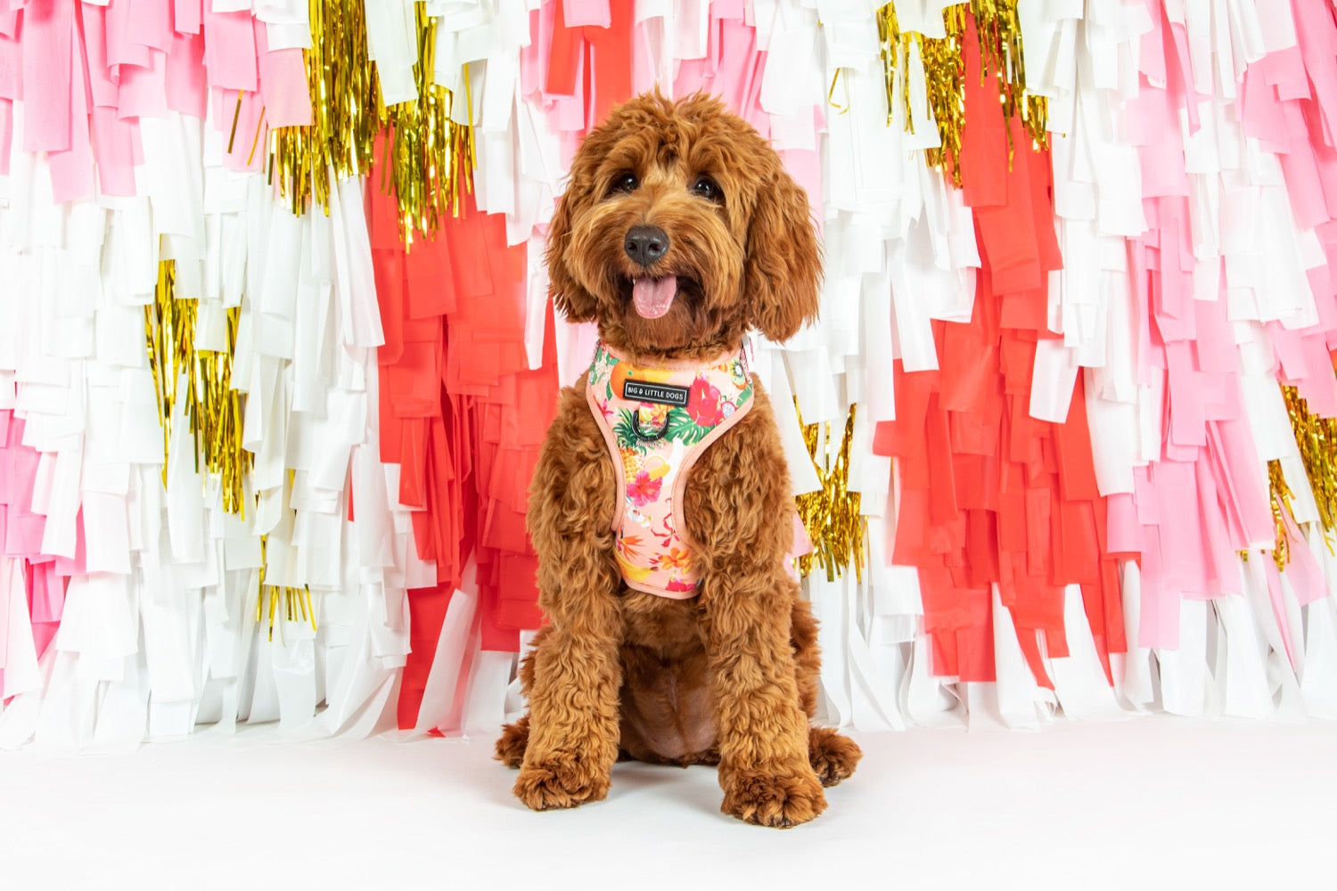 Adjustable Dog Harness Fruit Salad