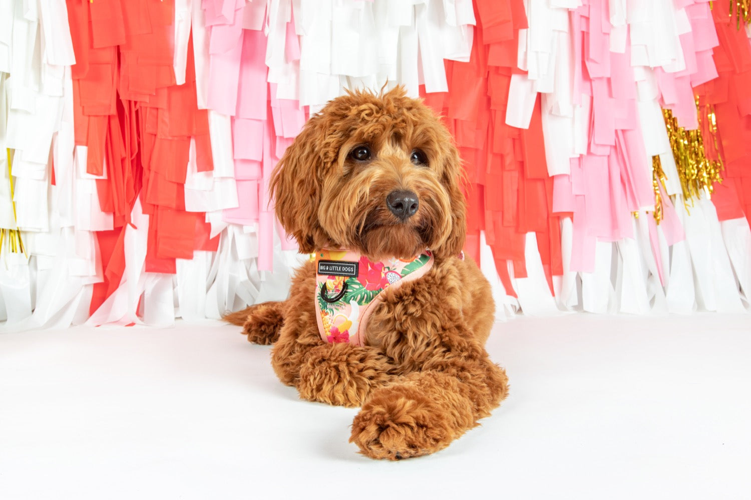 Adjustable Dog Harness Fruit Salad