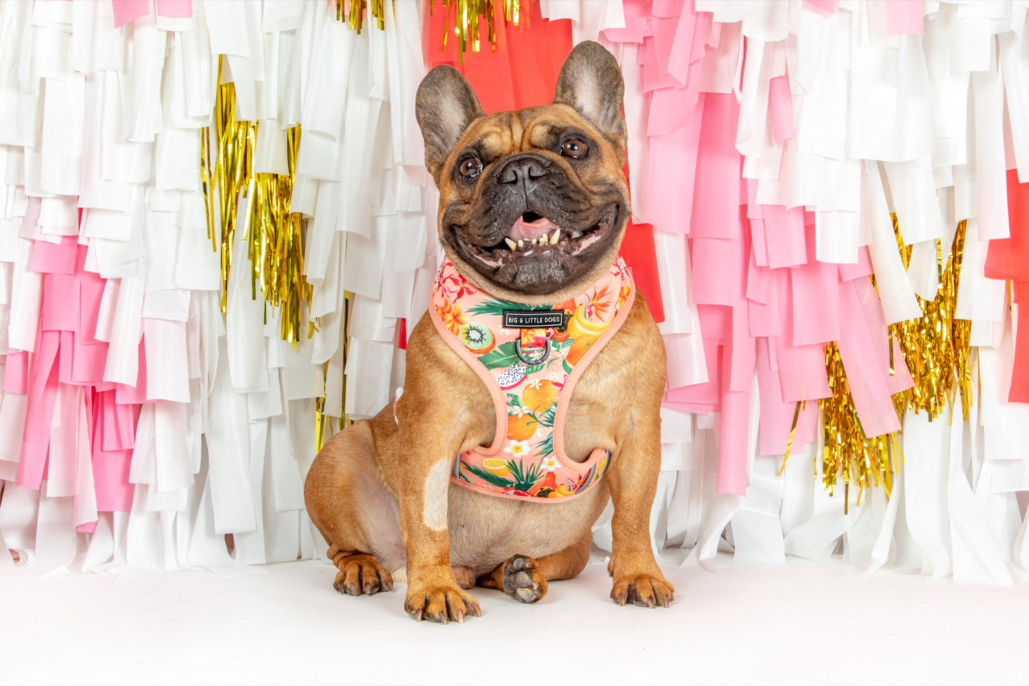 Adjustable Dog Harness Fruit Salad