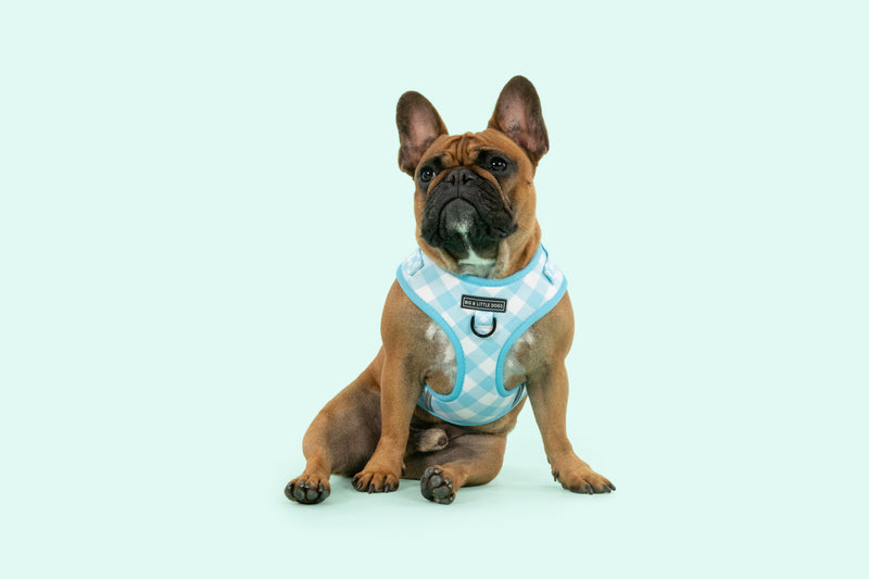 Adjustable Dog Harness Mint Blue Green Teal Gingham