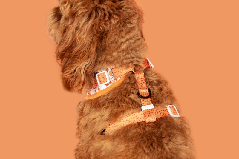 Adjustable Dog Harness Thats S&