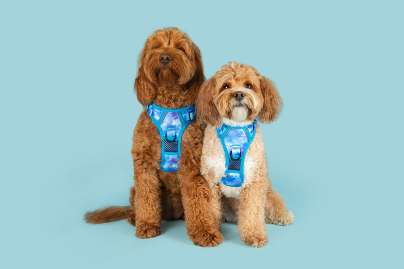 All Rounder Dog Harness Blue Me Away