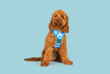 All Rounder Dog Harness Blue Me Away