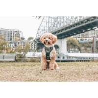 All Rounder Dog Harness Camouflaged