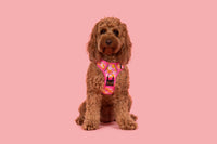 THE ALL-ROUNDER DOG HARNESS: Check Yo'Self {FINAL SALE}