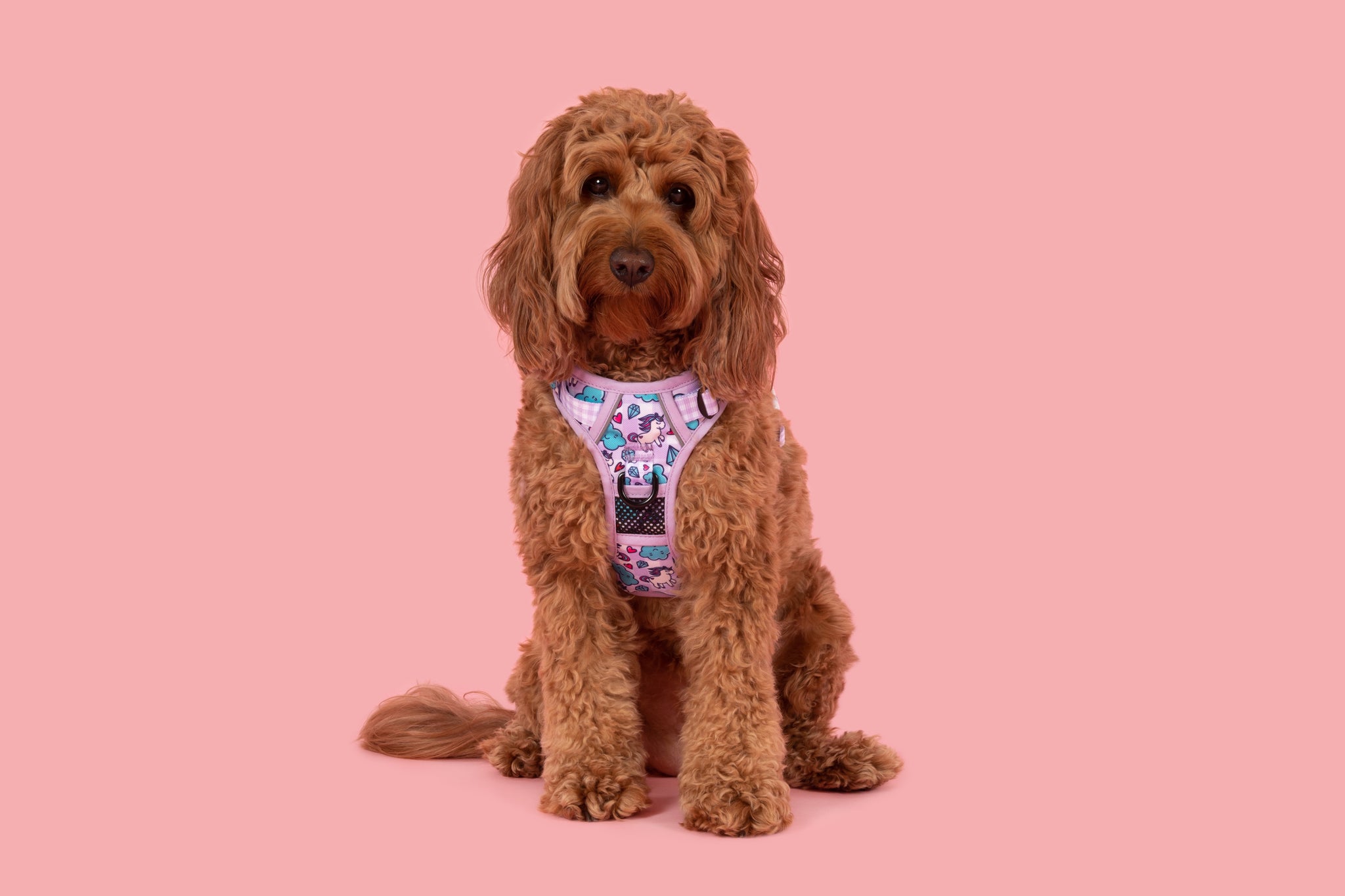 THE ALL-ROUNDER DOG HARNESS: Cloudland {FINAL SALE}