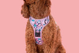 THE ALL-ROUNDER DOG HARNESS: Cloudland {FINAL SALE}