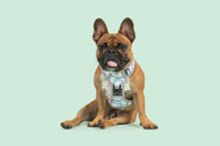 THE ALL-ROUNDER DOG HARNESS: Grey Camo