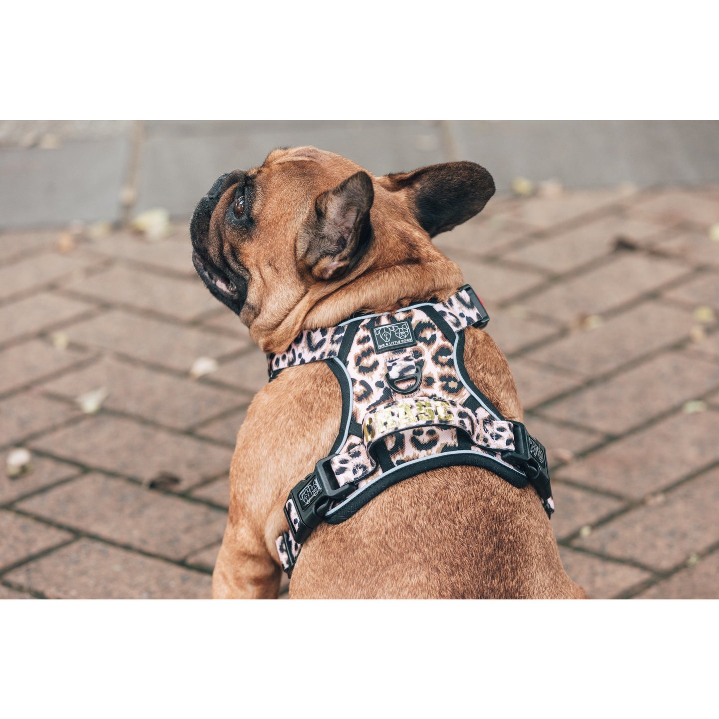 All Rounder Dog Harness Luxurious Leopard