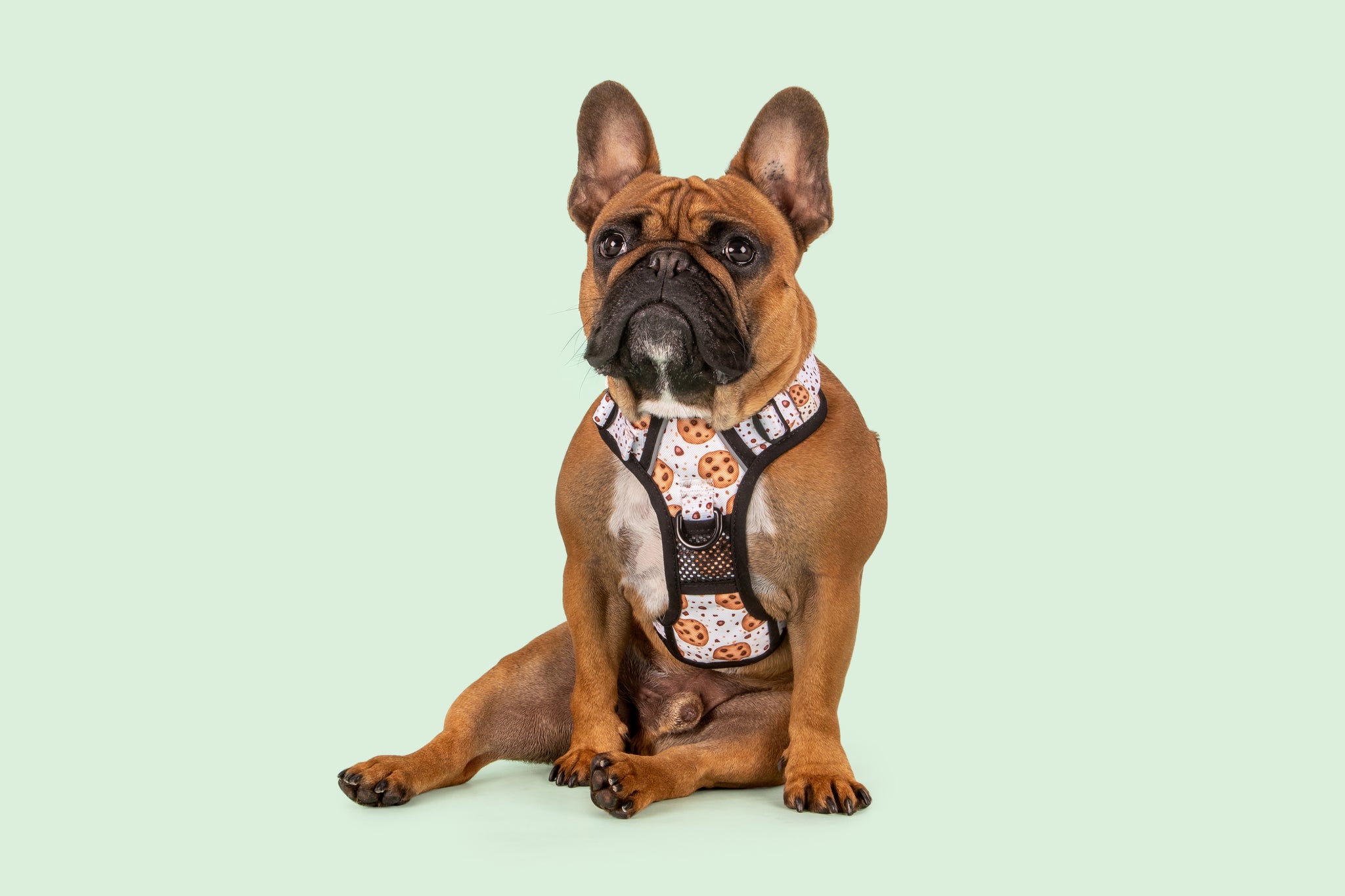 All-Rounder Dog Harness One Cute Cookie