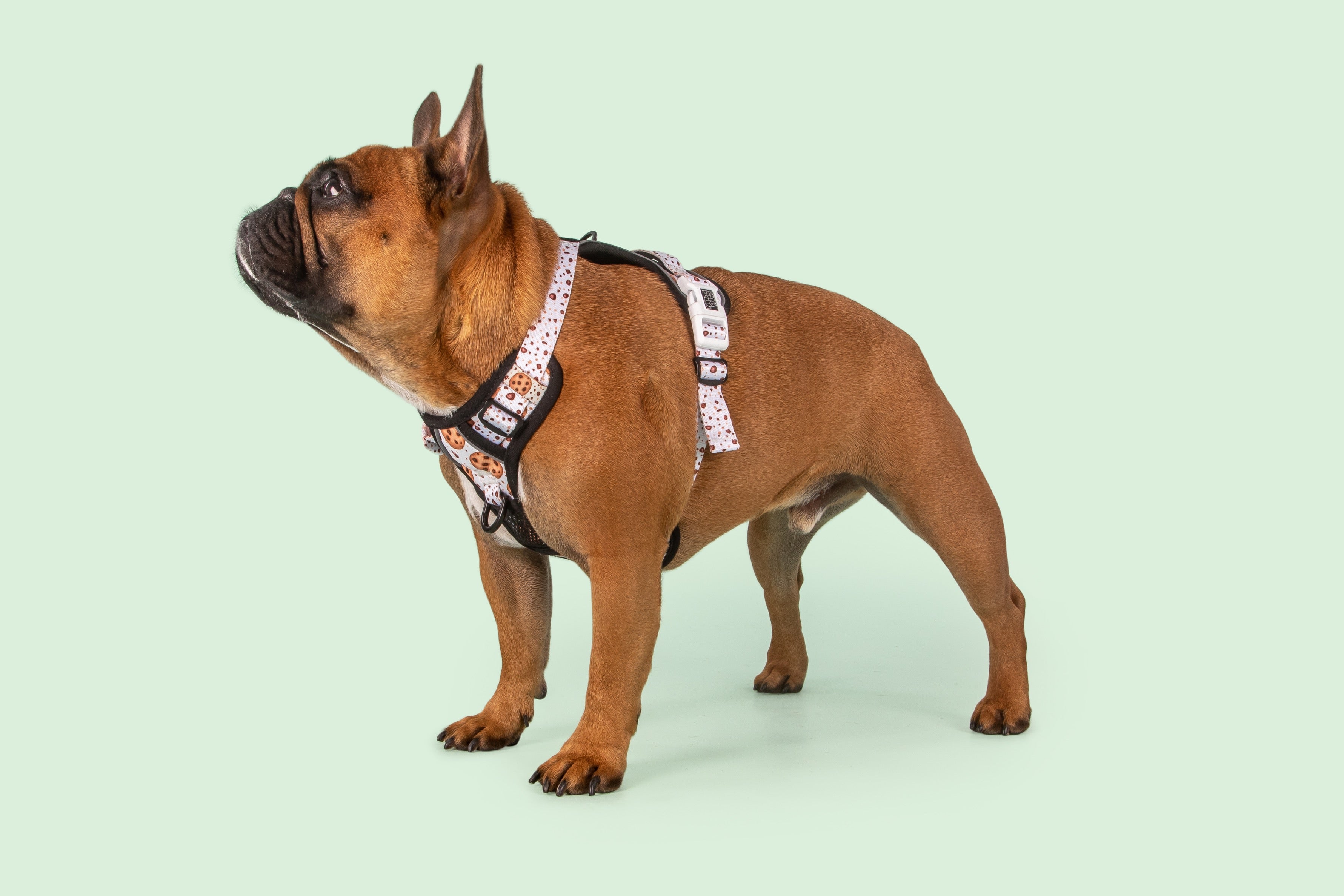 ALL ROUNDER DOG HARNESS For Big Small Dogs BIG LITTLE DOGS Big Little Dogs