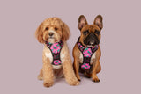 All Rounder Dog Harness Princess-asaurus