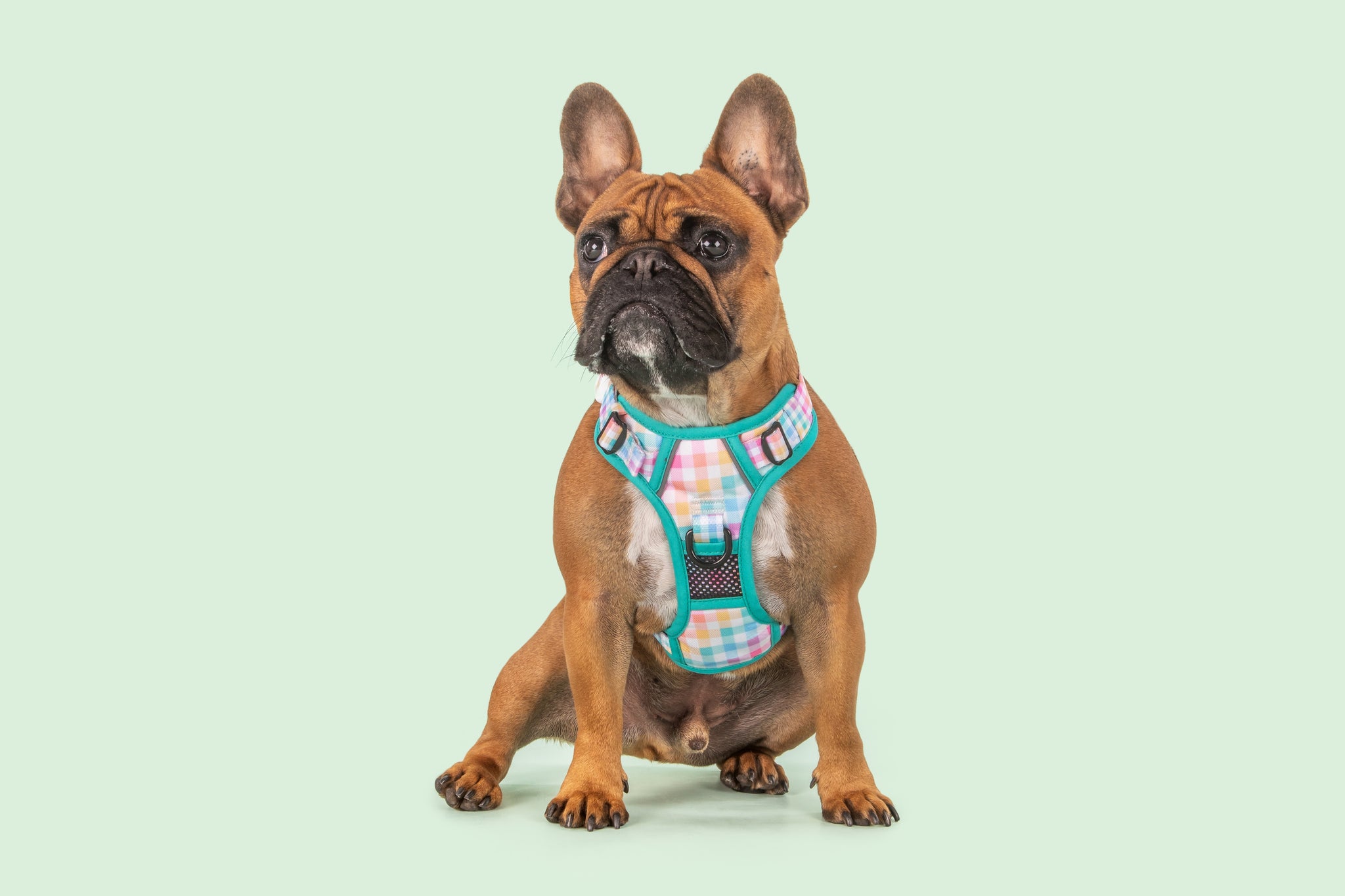 All-Rounder Dog Harness Rainbow Gingham