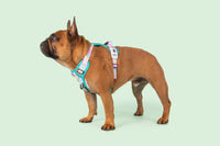 All-Rounder Dog Harness Rainbow Gingham