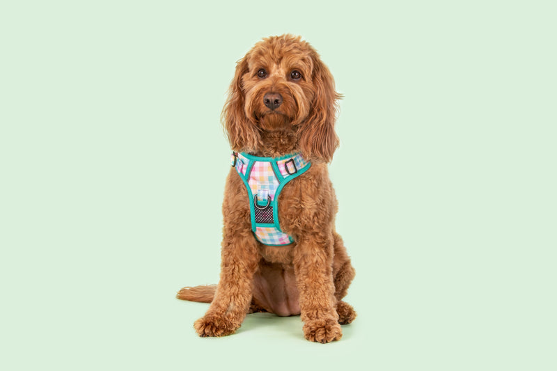 All-Rounder Dog Harness Rainbow Gingham