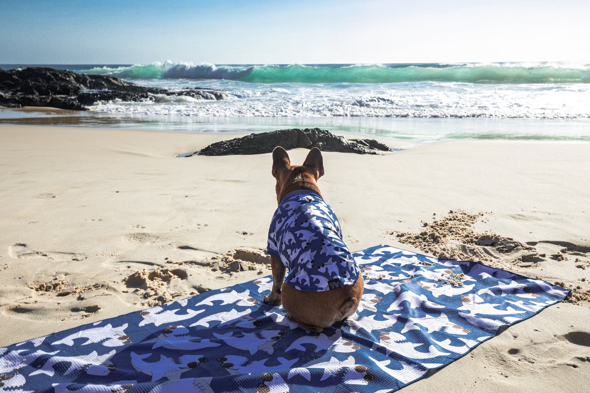 Dog Beach Rashie Bite Me Blue Sharks