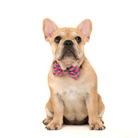 Dog Collar and Bow Tie Princess-asaurus Pink Dinosaurs