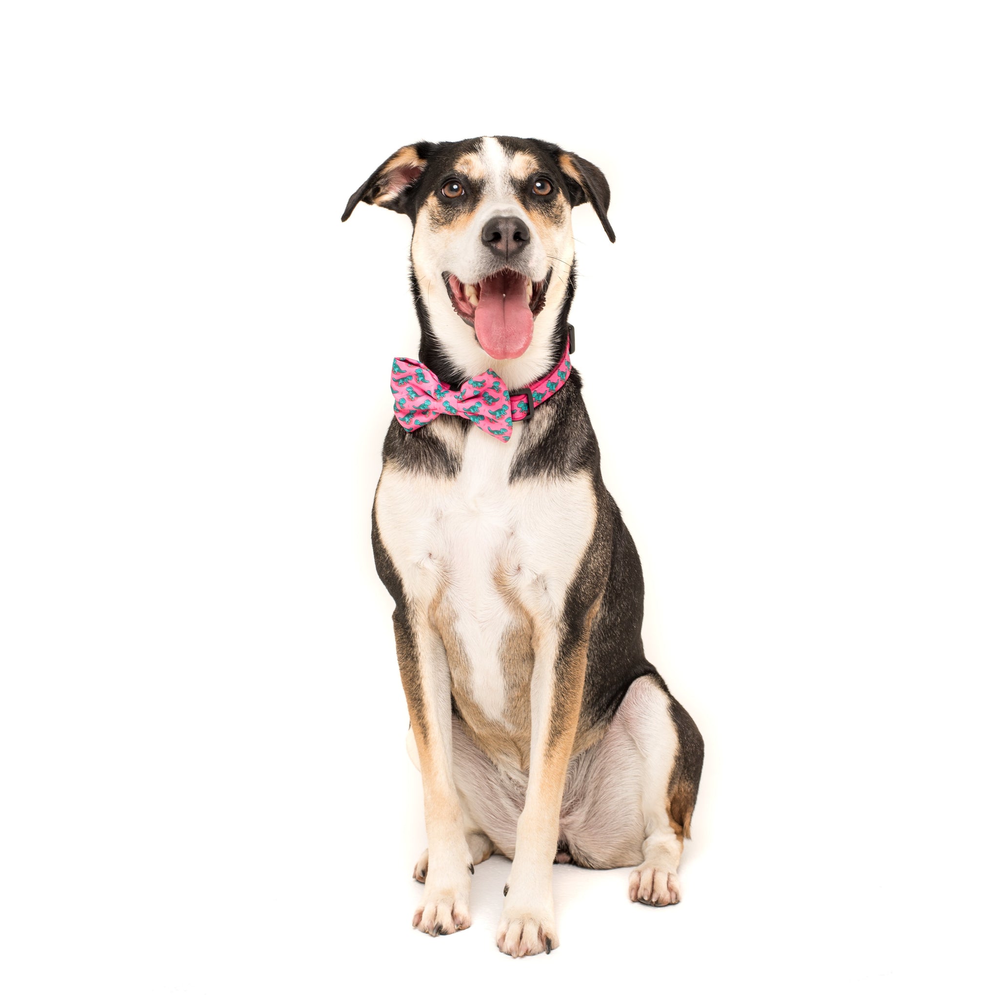 Dog Collar and Bow Tie Princess-asaurus Pink Dinosaurs