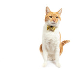 CAT COLLAR & BOW TIE: Bee-Hiving