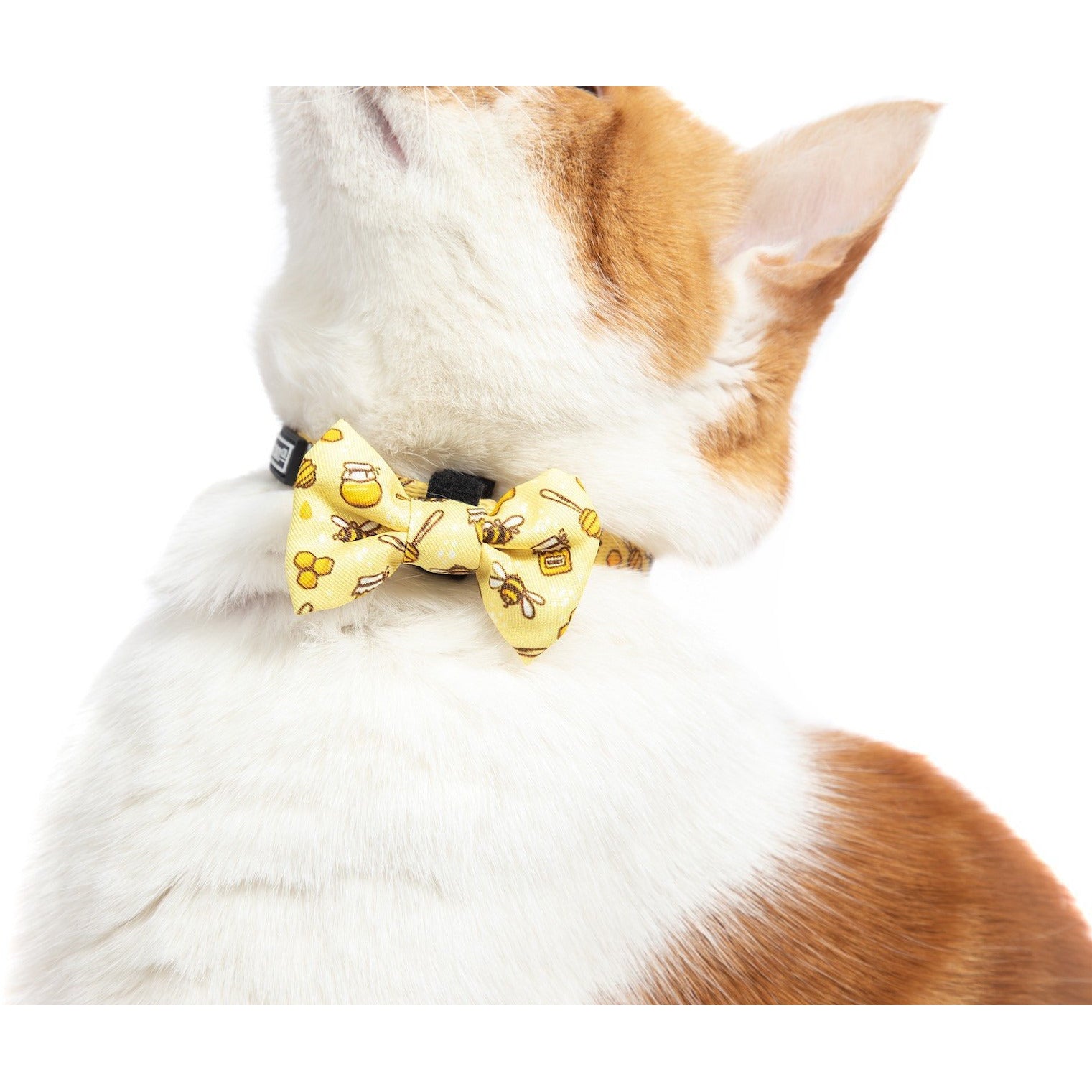 CAT COLLAR & BOW TIE: Bee-Hiving