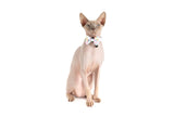 Cat Collar and Bow Tie Gelato Pastel Block Colour Print