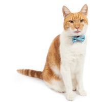 Cat Collar and Bow Tie Milk