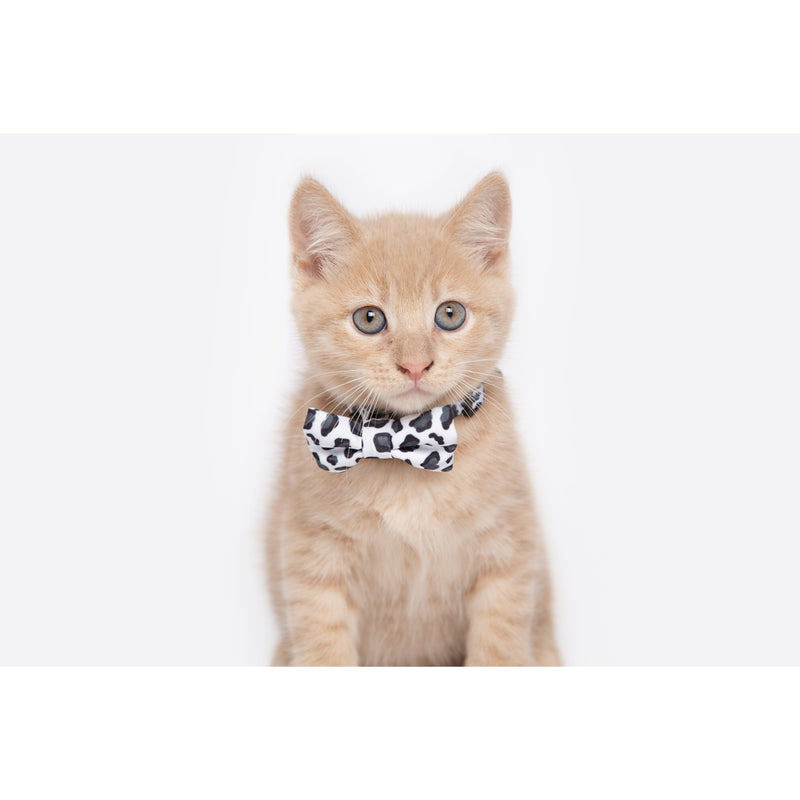 Cat Collar and Bow Tie Off Wild Cat Leopard Print