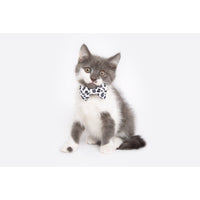 Cat Collar and Bow Tie Off Wild Cat Leopard Print