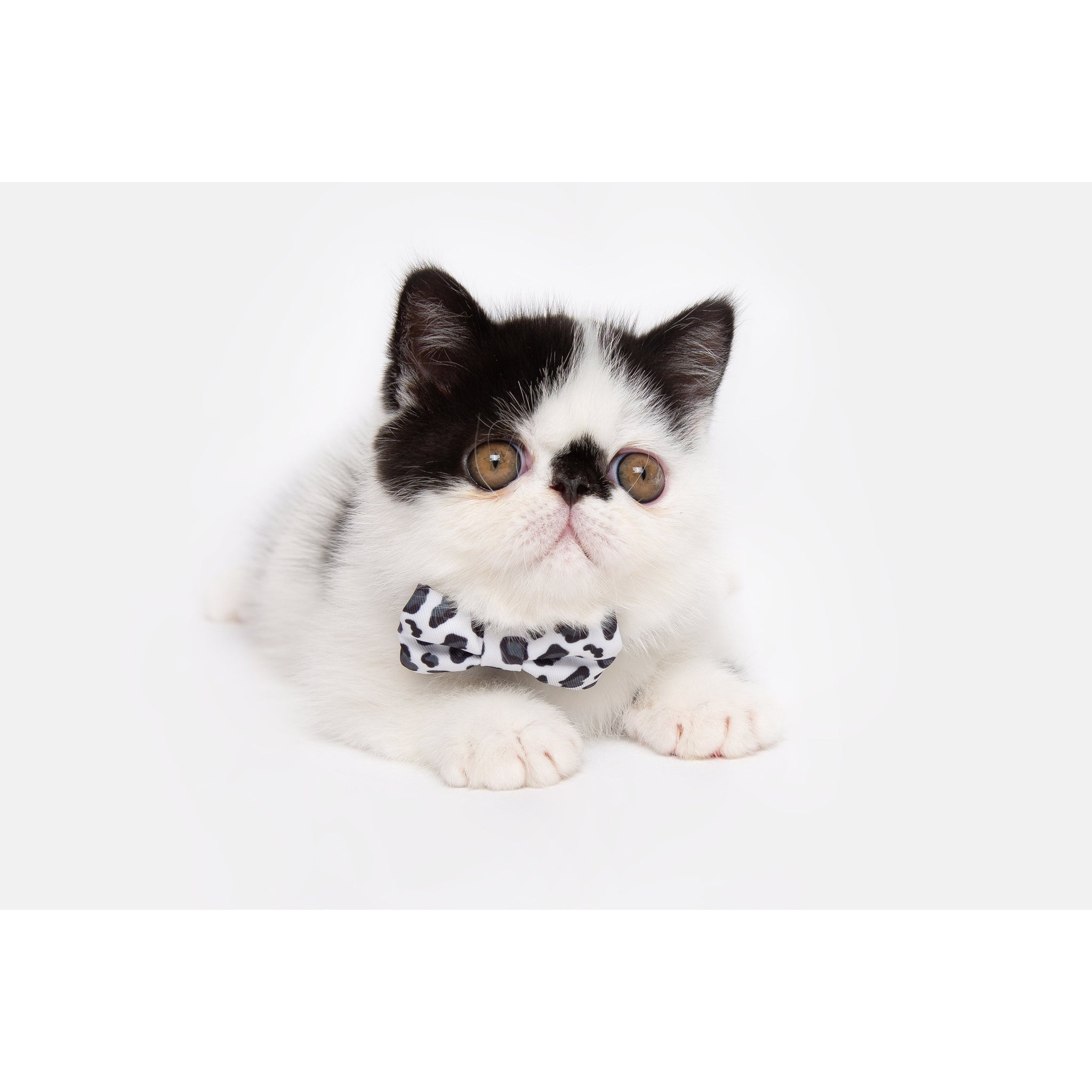 Cat Collar and Bow Tie Off Wild Cat Leopard Print