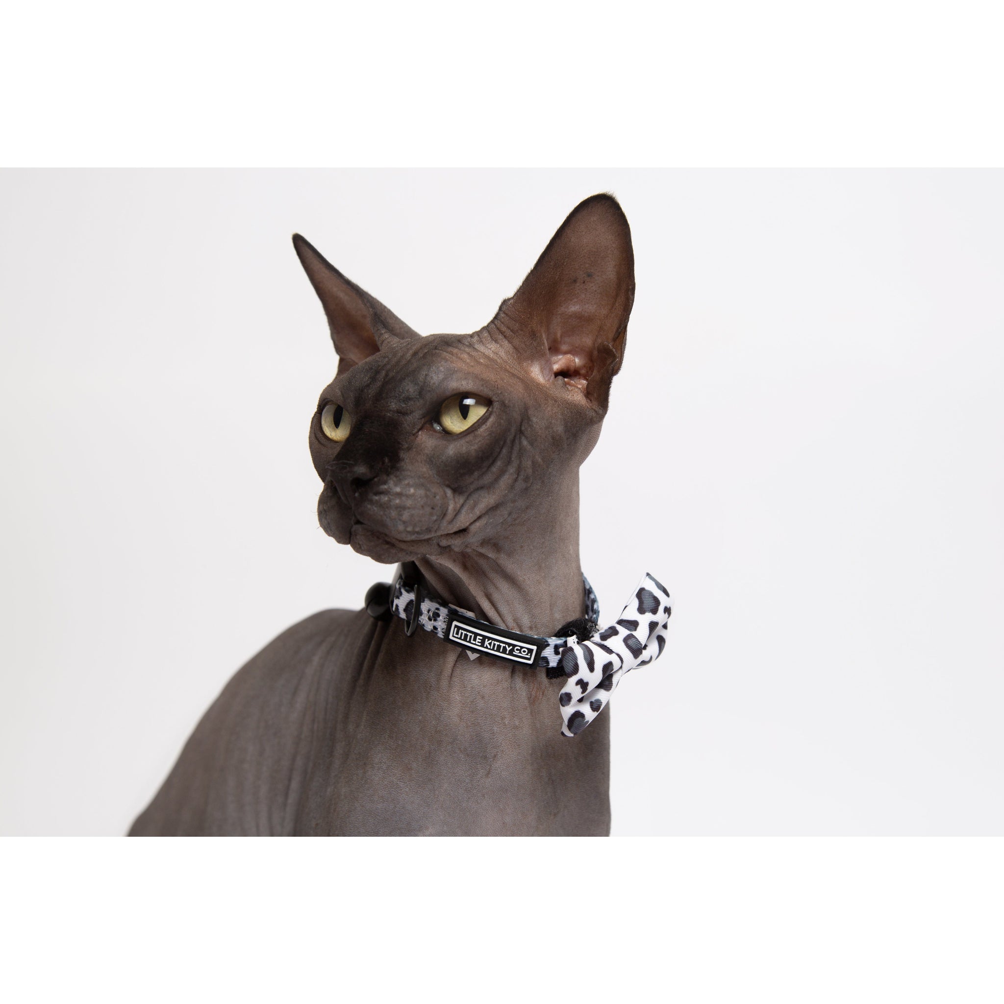 Cat Collar and Bow Tie Off Wild Cat Leopard Print