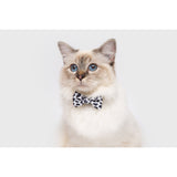 Cat Collar and Bow Tie Off Wild Cat Leopard Print