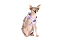 CAT STEP IN HARNESS: Berry Gingham