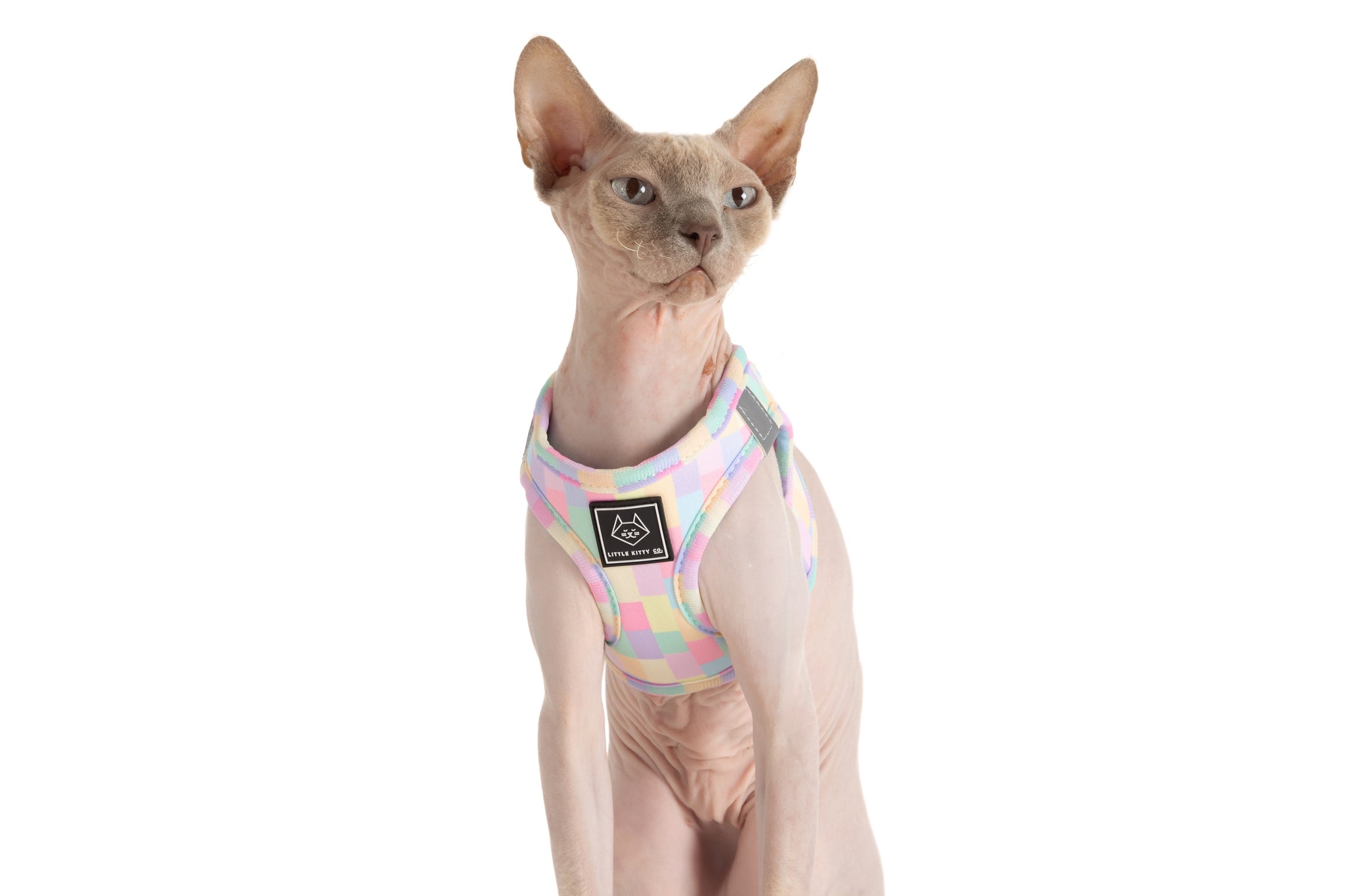 CAT STEP IN HARNESS: Gelato