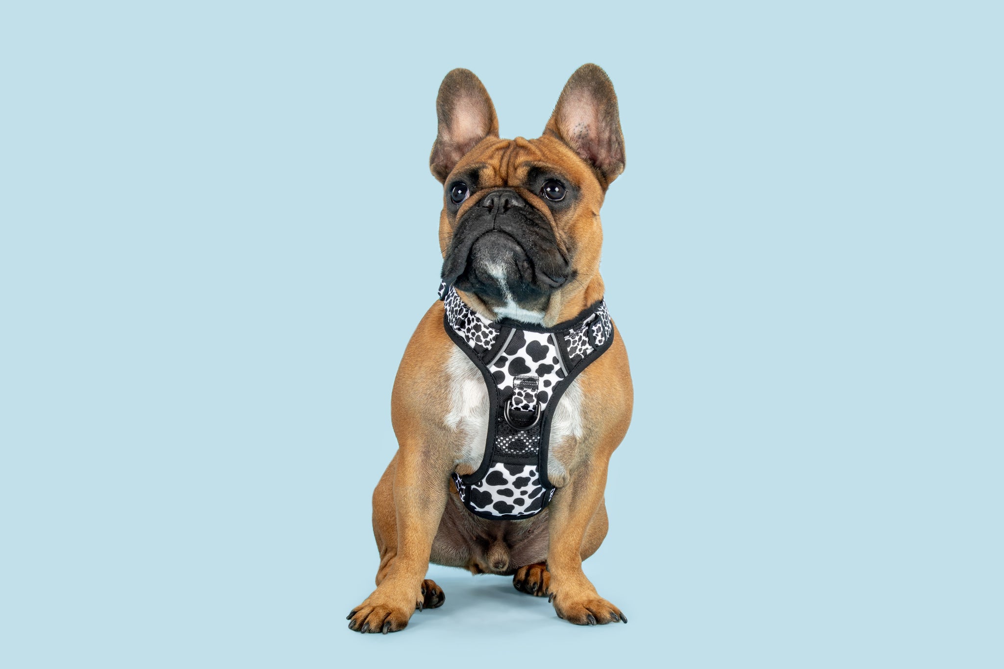 All Rounder Dog Harness I Udderly Adore You Cow Print