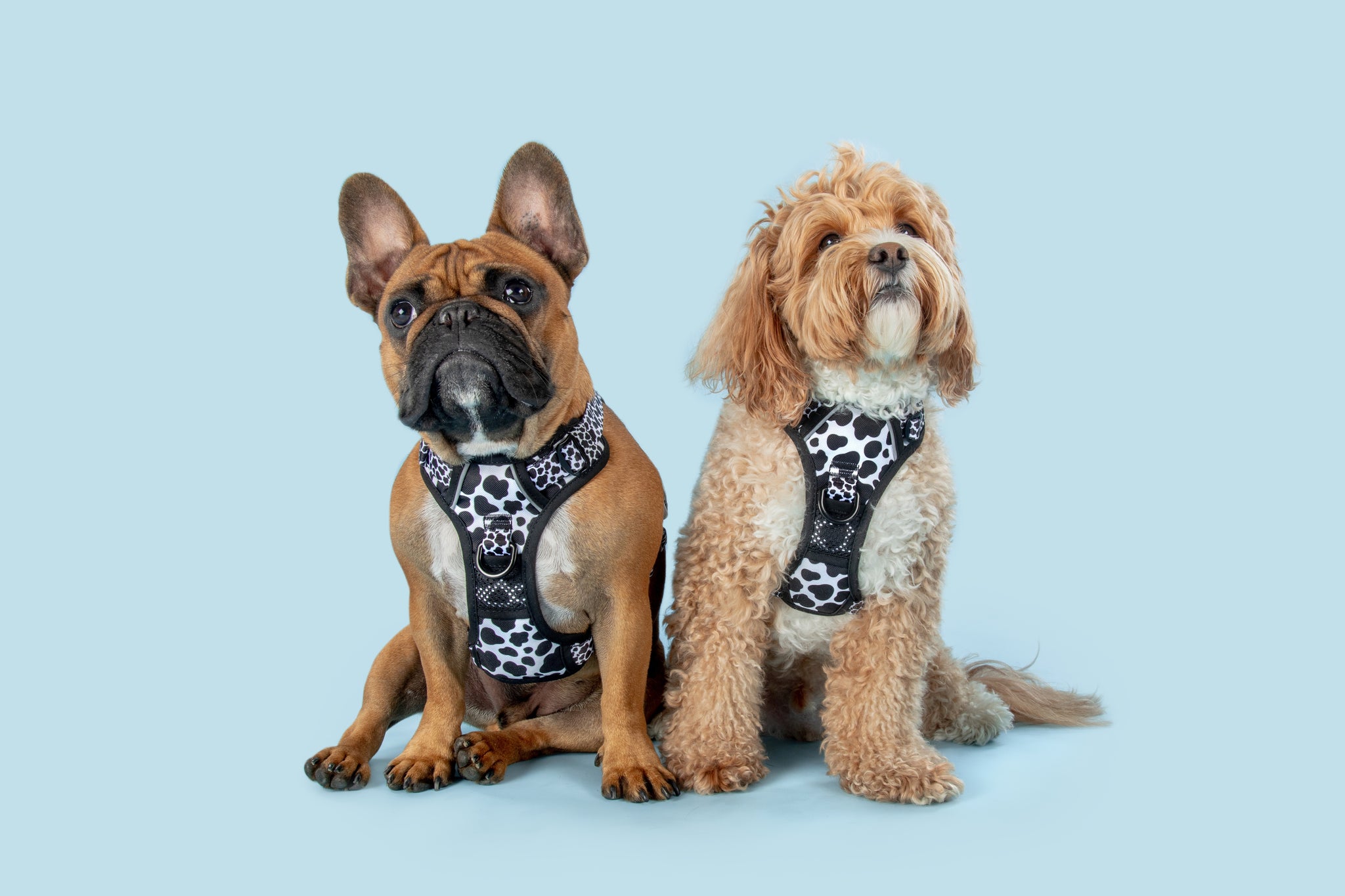 All Rounder Dog Harness I Udderly Adore You Cow Print