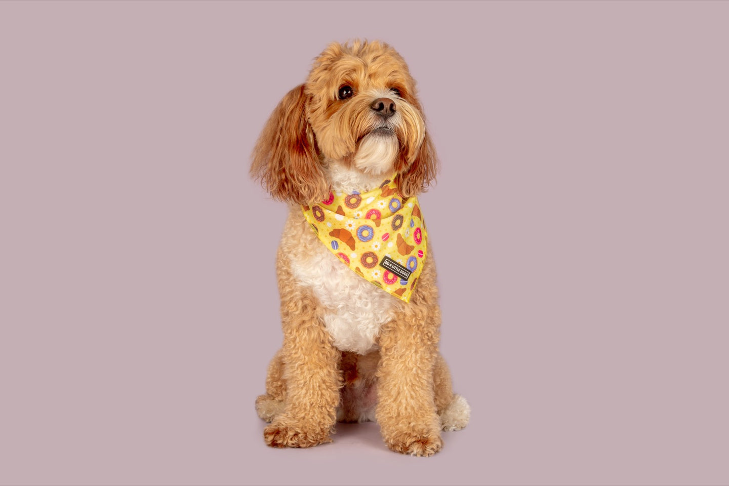 Dog Cooling Bandana Pastries in Paris