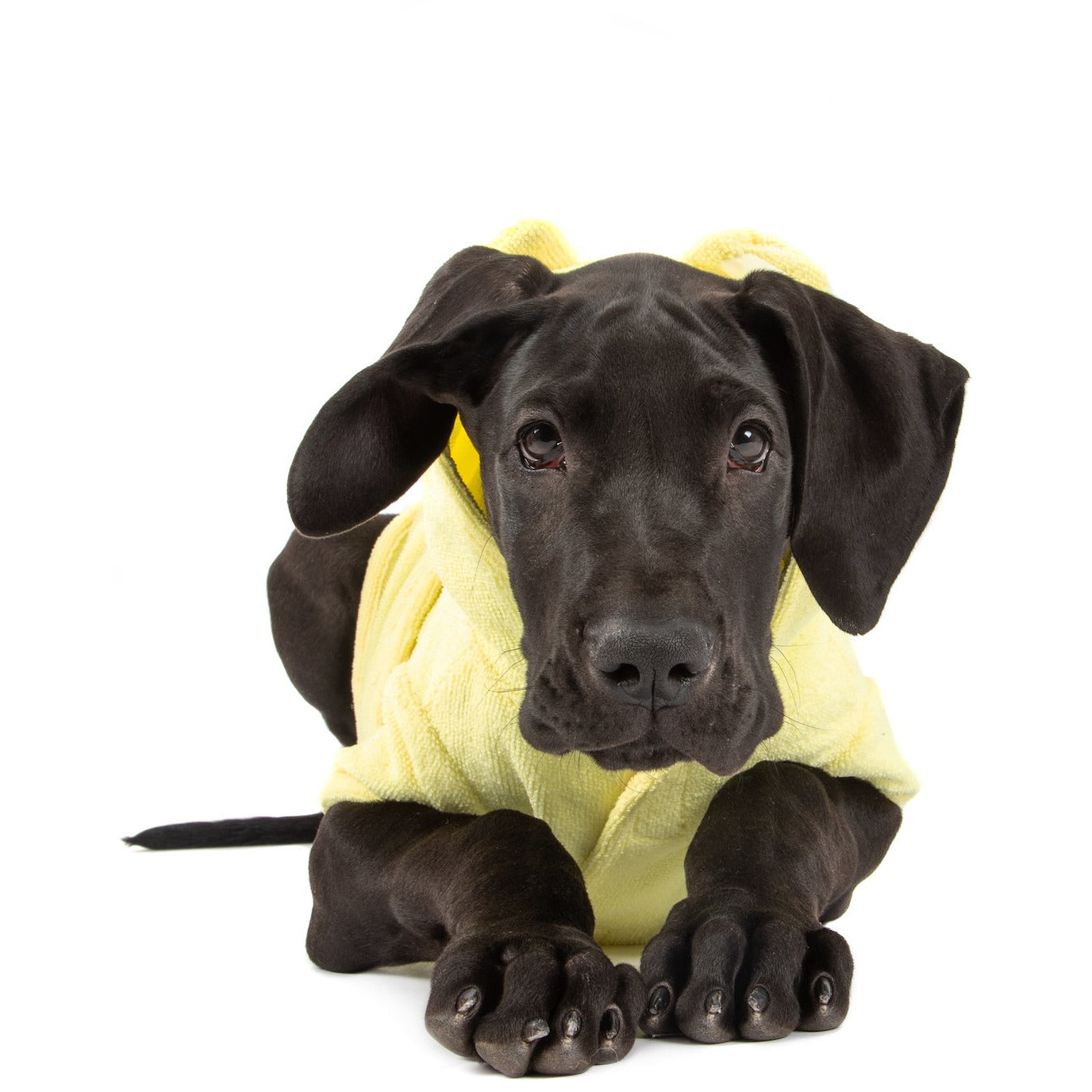 Dog Bath Robe Lemon