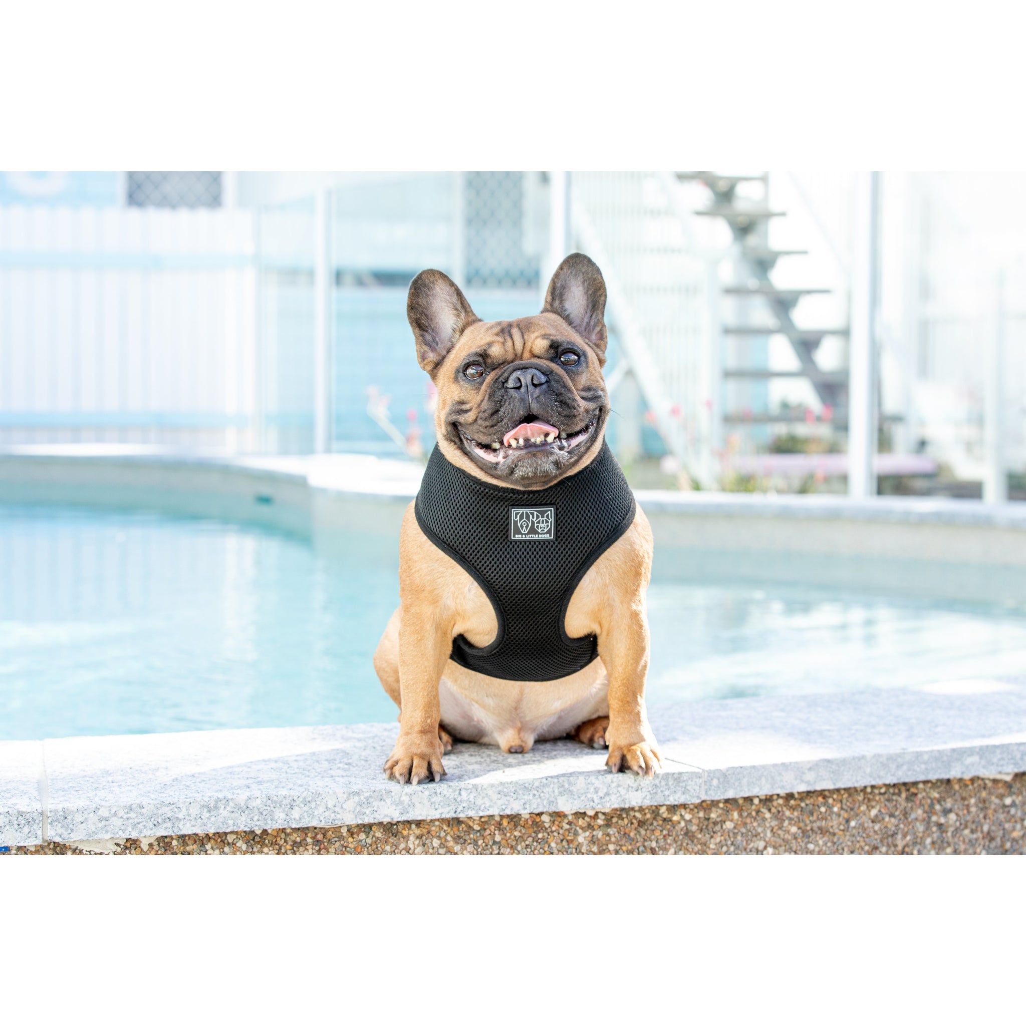 Classic Mesh Harness Black