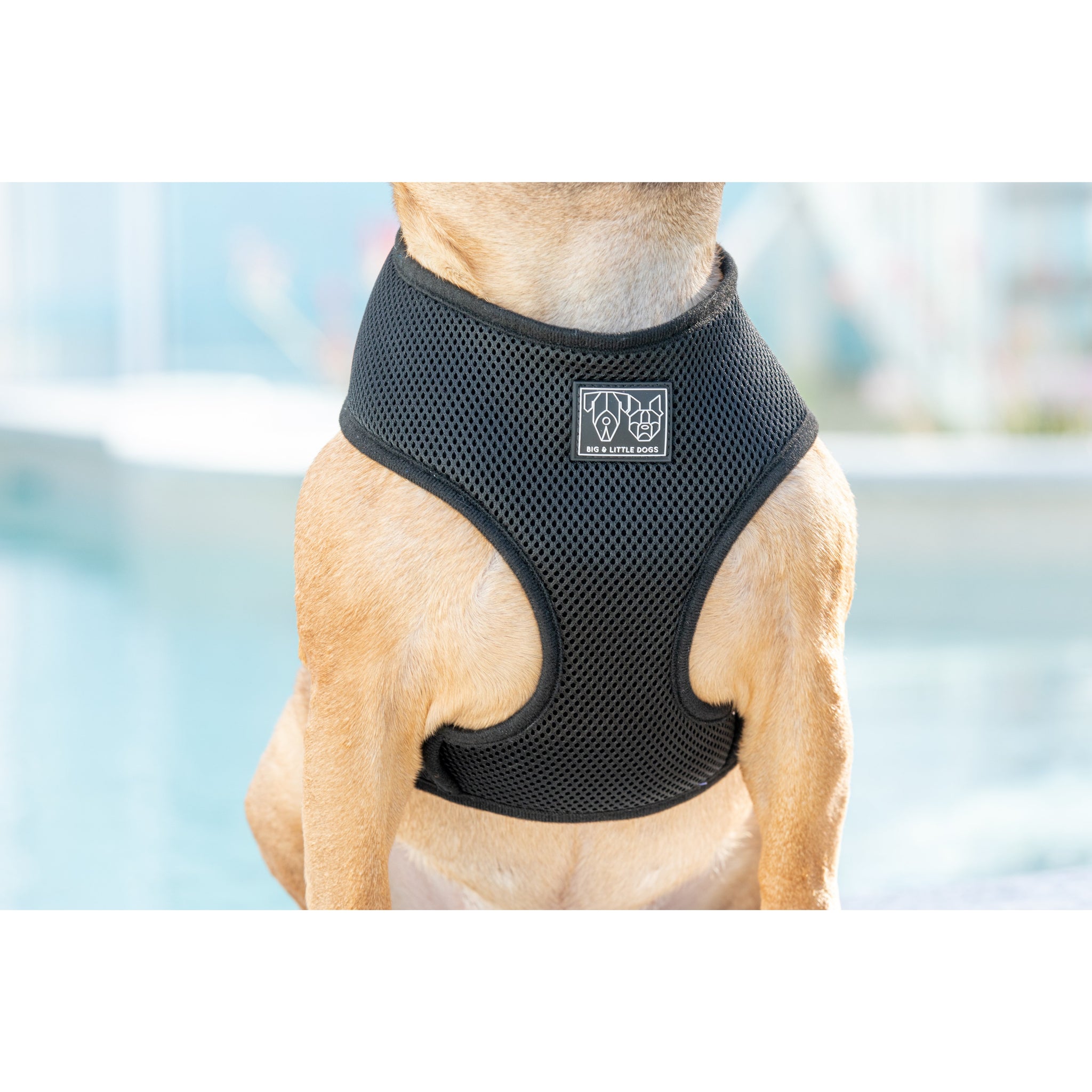 Classic Mesh Harness Black