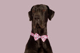 DOG COLLAR & BOW TIE: Don't You Know I Love You? {FINAL SALE}