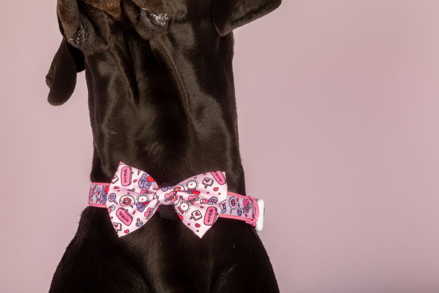 DOG COLLAR & BOW TIE: Don't You Know I Love You? {FINAL SALE}