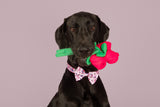DOG COLLAR & BOW TIE: Don't You Know I Love You? {FINAL SALE}