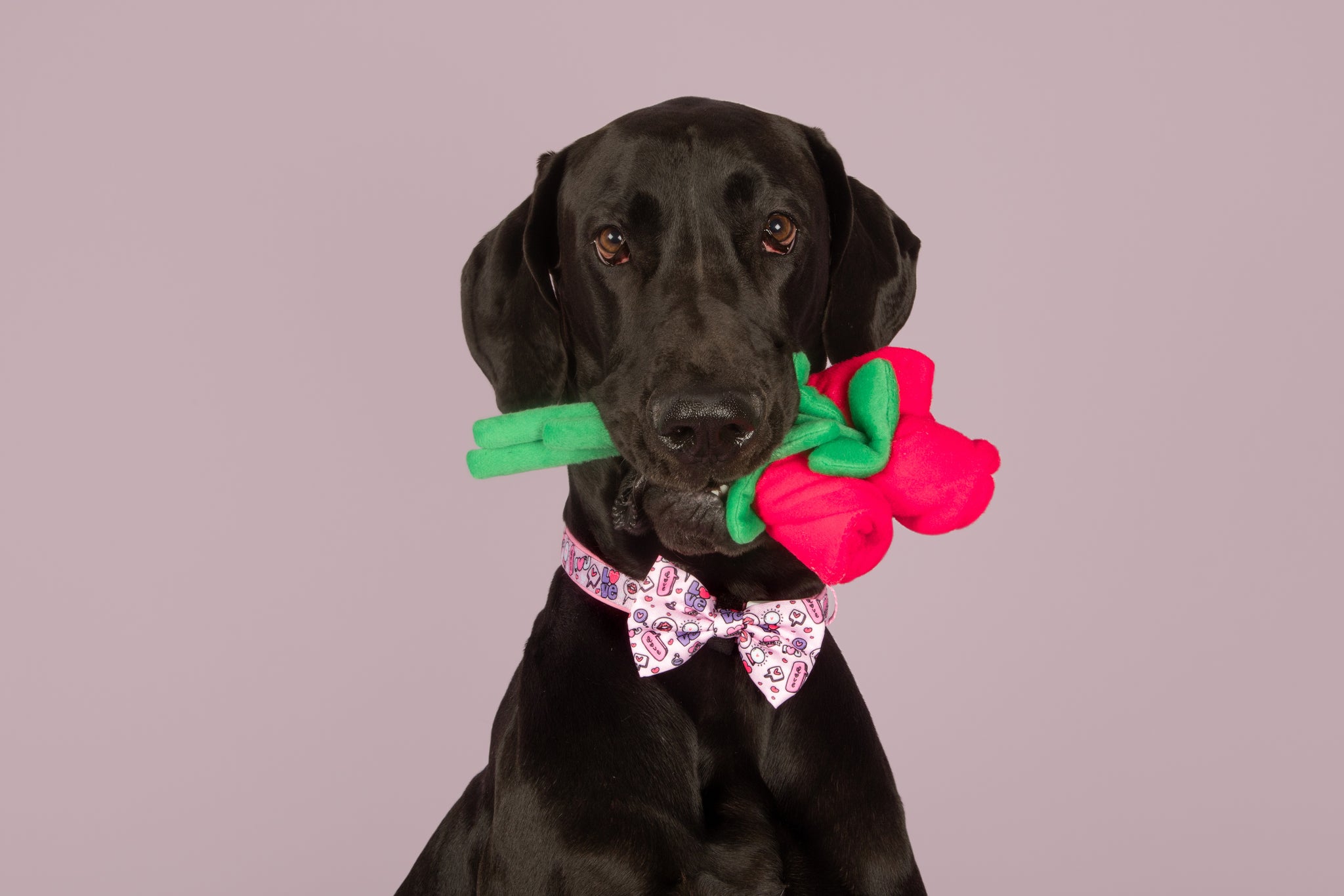 DOG COLLAR & BOW TIE: Don't You Know I Love You? {FINAL SALE}